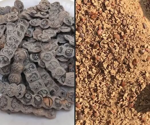 Bagaruwa Na Maganin Basir: Sirrin Ganyen Gargajiya Mai Ƙarfin Warkarwa